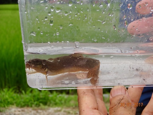 生態系 生き物調査