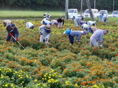 花畑の草取り