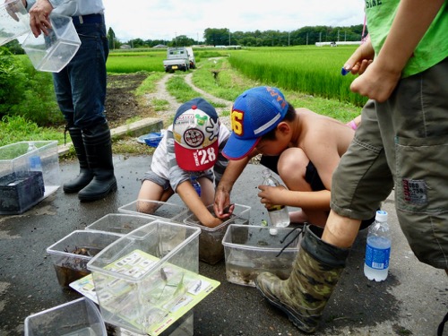 生態系 生き物調査