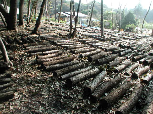 那須の天然水のキノコと軍鶏